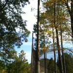 ワイヤー交換工事