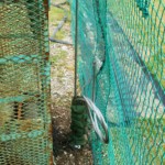 ガイドワイヤー交換工事