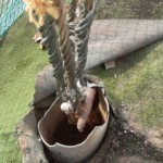 アンカー復旧工事