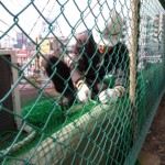 剥落防止ネット設置工事