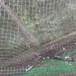 防球ネットメンテナンス