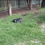 ロボット草刈り機の納品